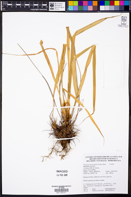 Pitcairnia heterophylla image