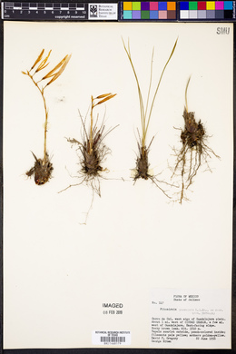 Pitcairnia pteropoda image