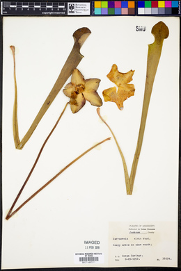 Sarracenia alata image