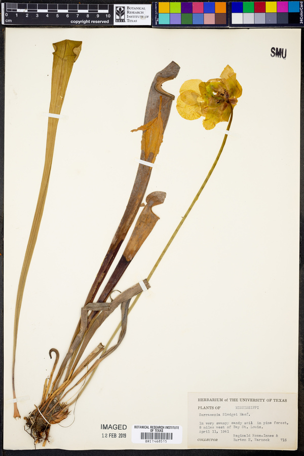 Sarracenia sledgei image
