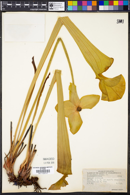 Sarracenia flava image