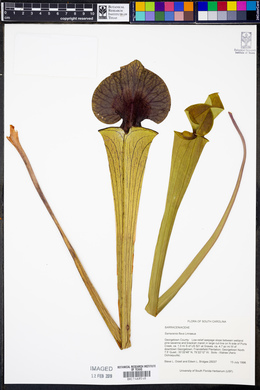 Sarracenia flava image