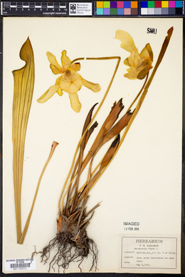 Sarracenia flava image