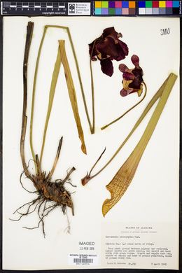 Sarracenia leucophylla image