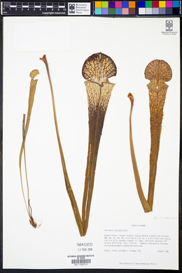 Sarracenia leucophylla image