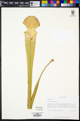 Sarracenia leucophylla image