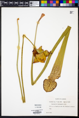 Sarracenia leucophylla image