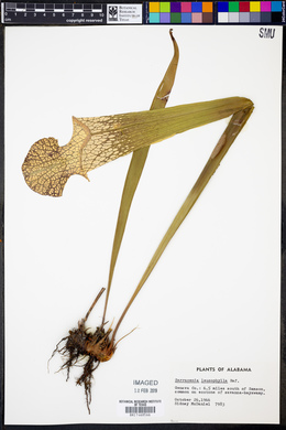 Sarracenia leucophylla image