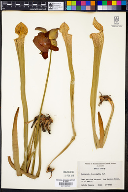 Sarracenia leucophylla image