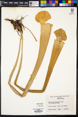 Sarracenia leucophylla image