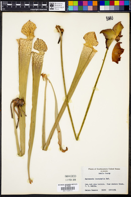 Sarracenia leucophylla image