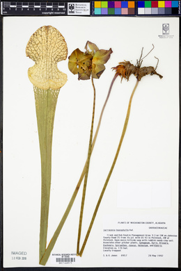 Sarracenia leucophylla image