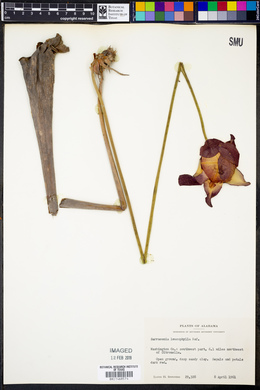 Sarracenia leucophylla image