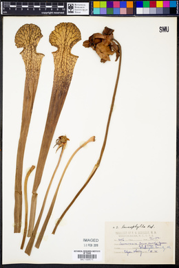 Sarracenia leucophylla image