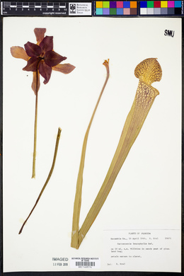 Sarracenia leucophylla image