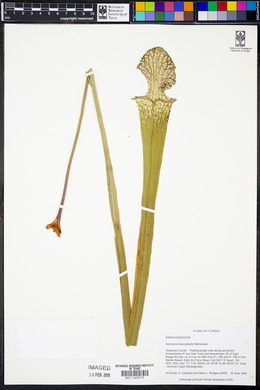 Sarracenia leucophylla image