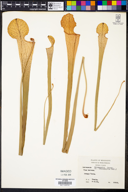 Sarracenia leucophylla image