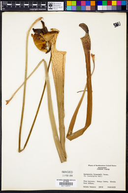 Sarracenia leucophylla image
