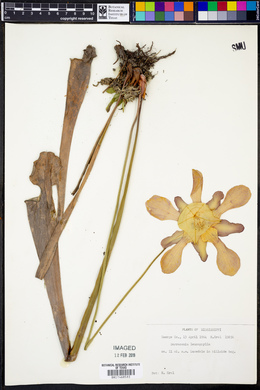 Sarracenia leucophylla image