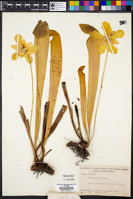 Sarracenia minor image