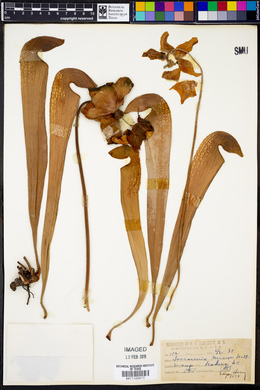 Sarracenia minor image