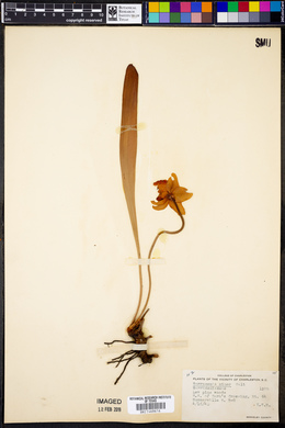 Sarracenia minor image