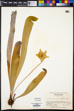 Sarracenia minor image