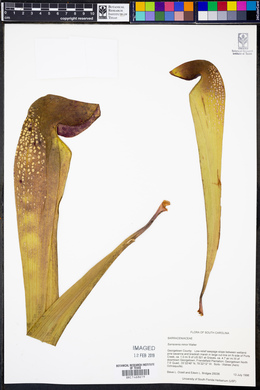 Sarracenia minor image