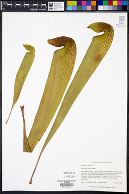 Sarracenia minor image