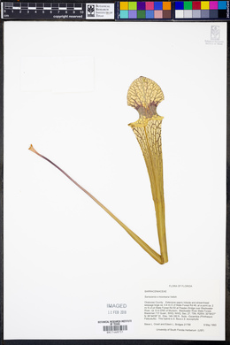 Sarracenia x mooreana image