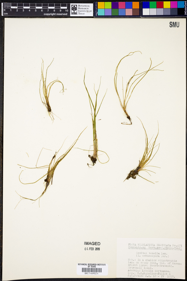 Isoëtes tenella image