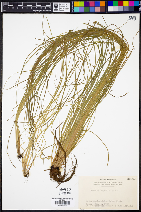 Isoetes japonica image