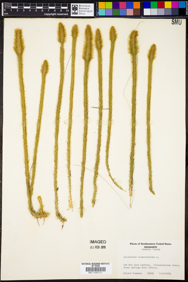 Lycopodiella prostrata image