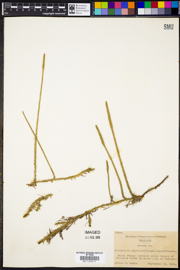 Lycopodium adpressum image