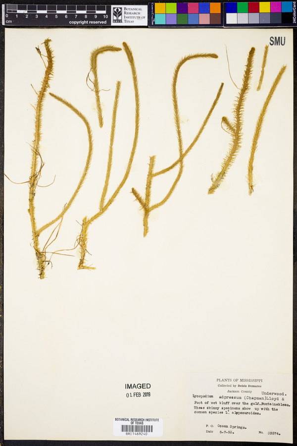 Lycopodium adpressum image