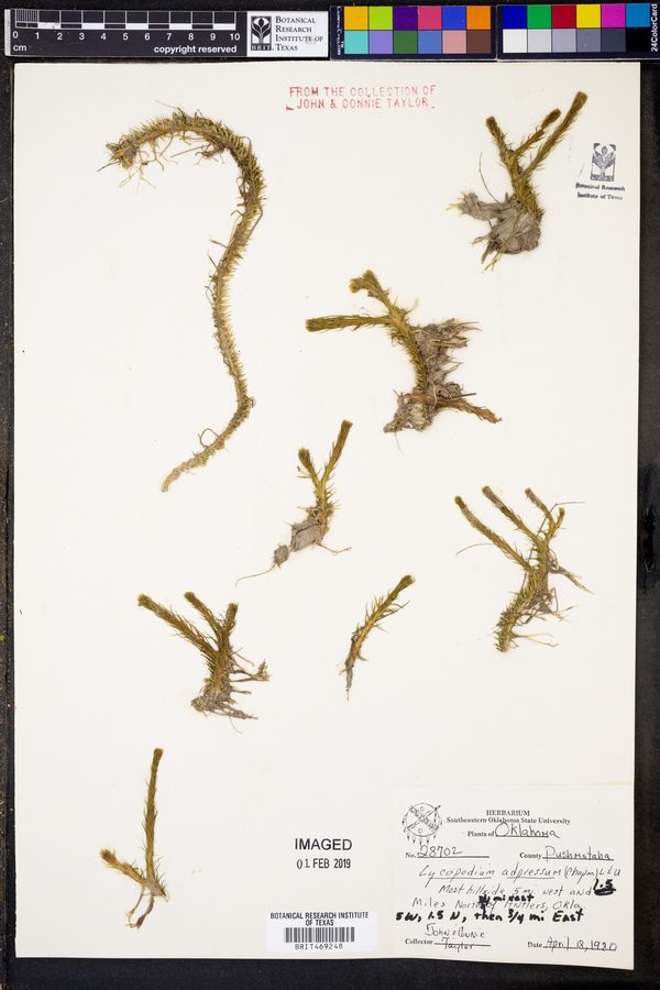 Lycopodium adpressum image