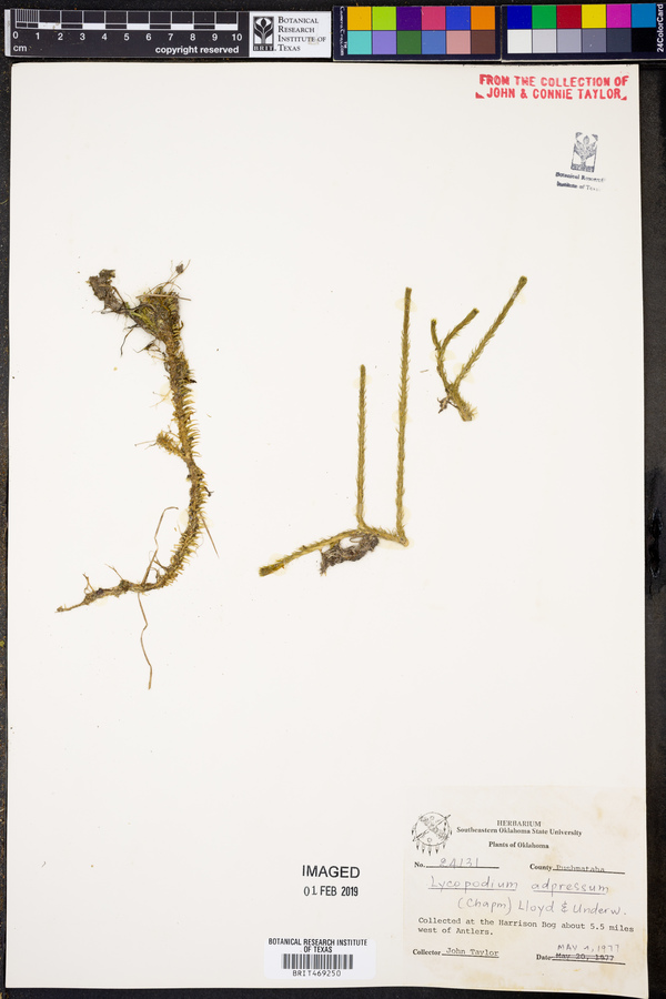 Lycopodium adpressum image