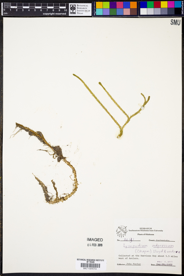 Lycopodium adpressum image