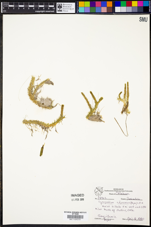 Lycopodium adpressum image