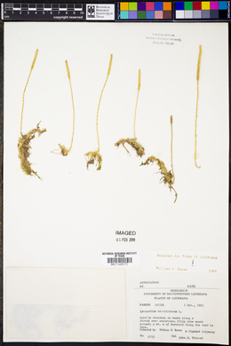 Lycopodium carolinianum image