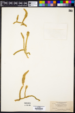 Lycopodiella robusta image