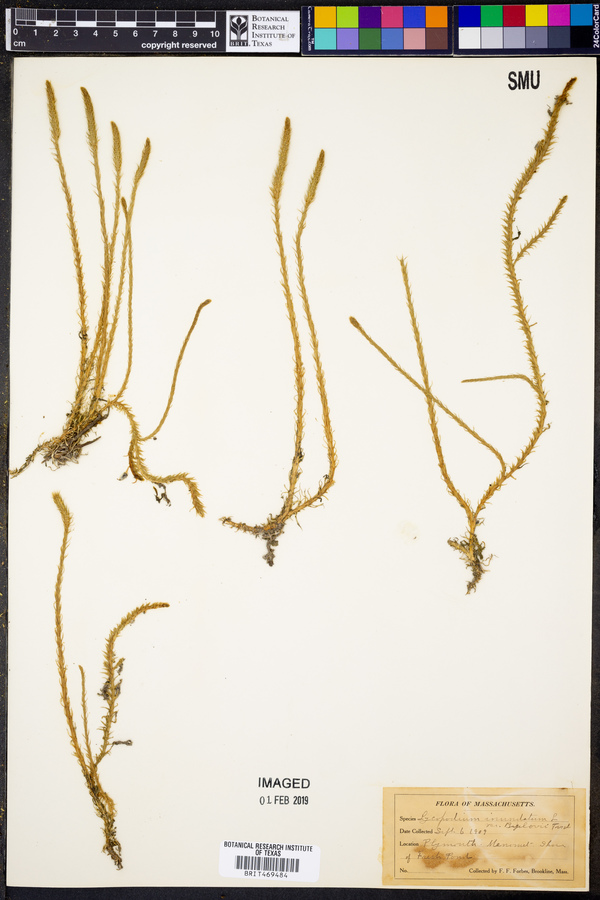 Lycopodium inundatum var. bigelovii image