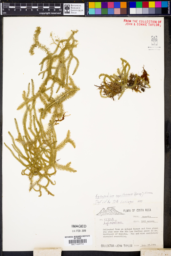 Lycopodium capillaceum image