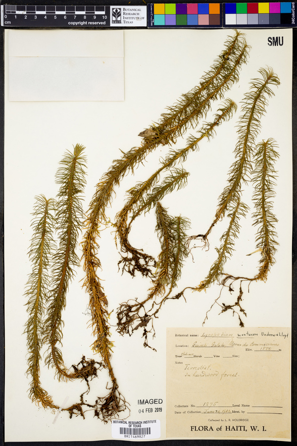 Lycopodium montanum image