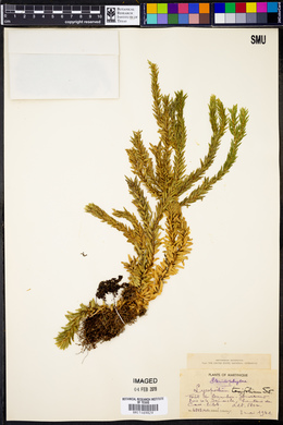 Lycopodium taxifolium image