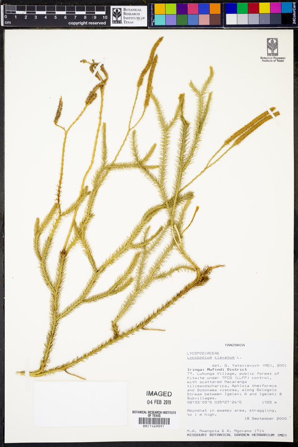 Lycopodium clavatum image