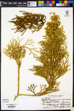 Palhinhaea crassifolia image