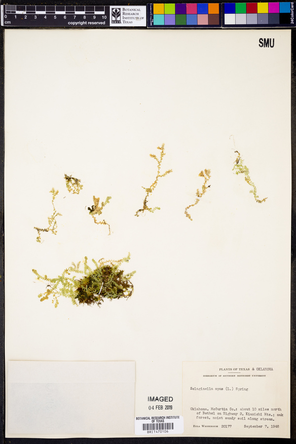 Selaginella apus image