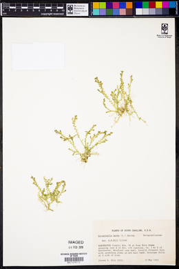 Selaginella apoda image