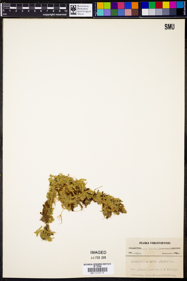 Selaginella apus image